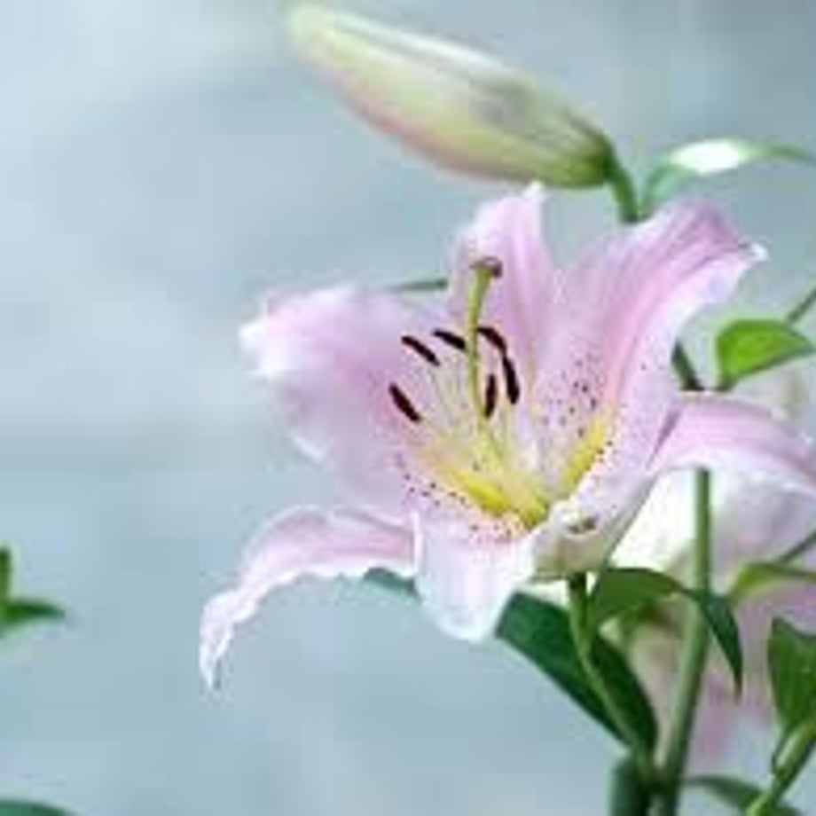 598bee3d428f2d4341007715