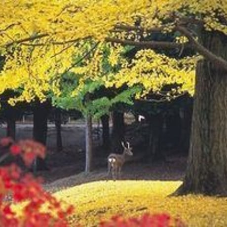 お祓い 60日祈祷