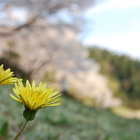神宮司龍峰書 観音経
