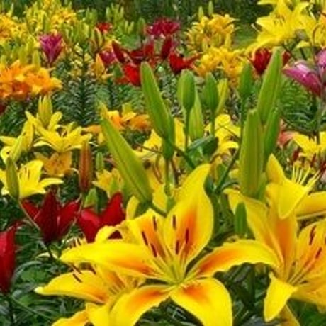 お祓い 60日祈祷