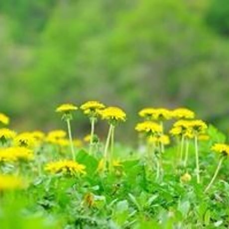 神宮司龍峰書 観音経