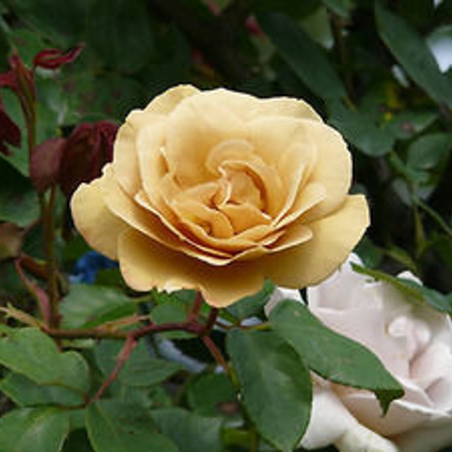 598bf096f22a5b64710076cb