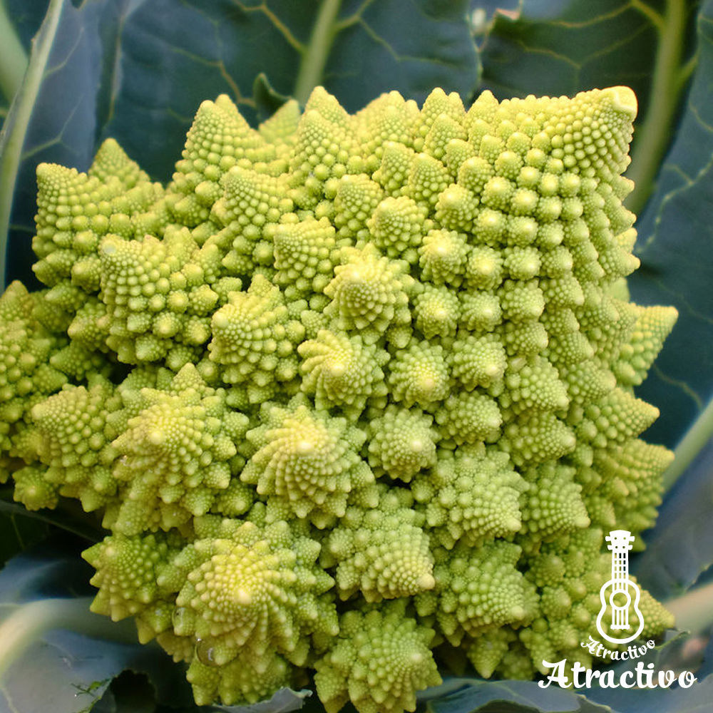 オシャレなブロッコリー「ロマネスコ」の種 | イタリア野菜・西洋野菜