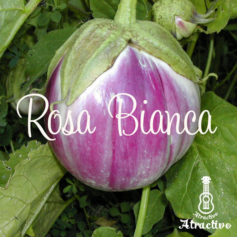 イタリアの伝統的な茄子ロッサビアンコの種 | イタリア野菜・西洋野菜
