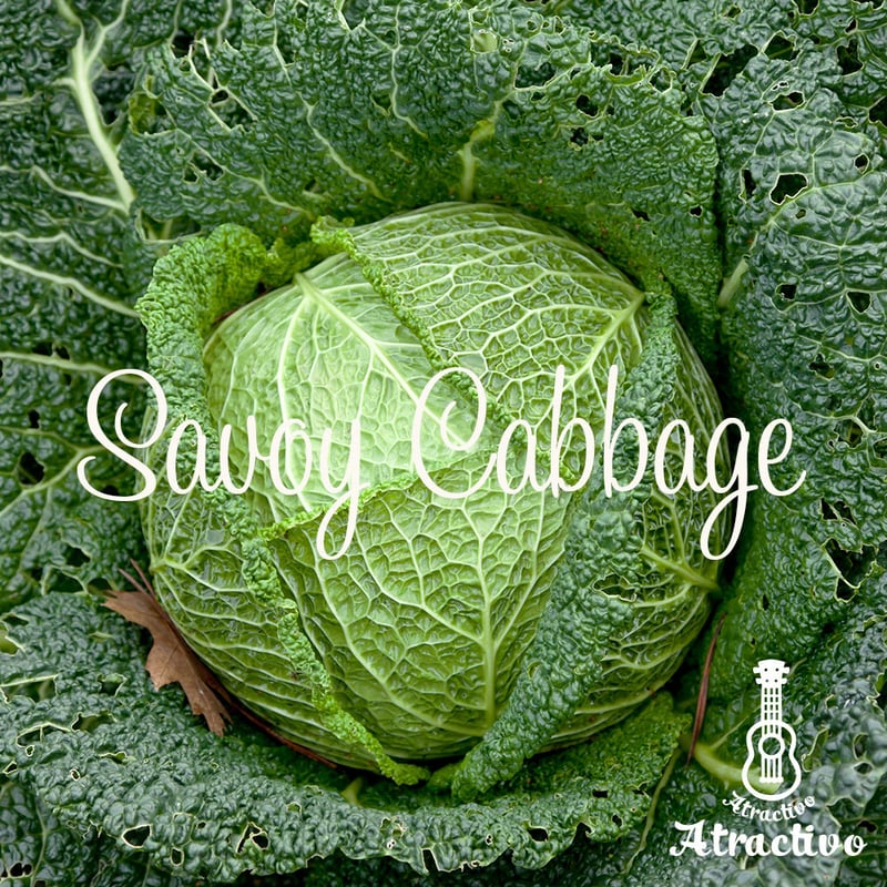ちりめん状の美しい葉が特徴「サボイキャベツ」の種 | イタリア野菜
