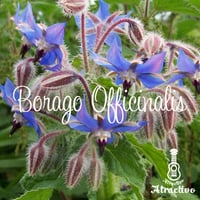 ボリジの種