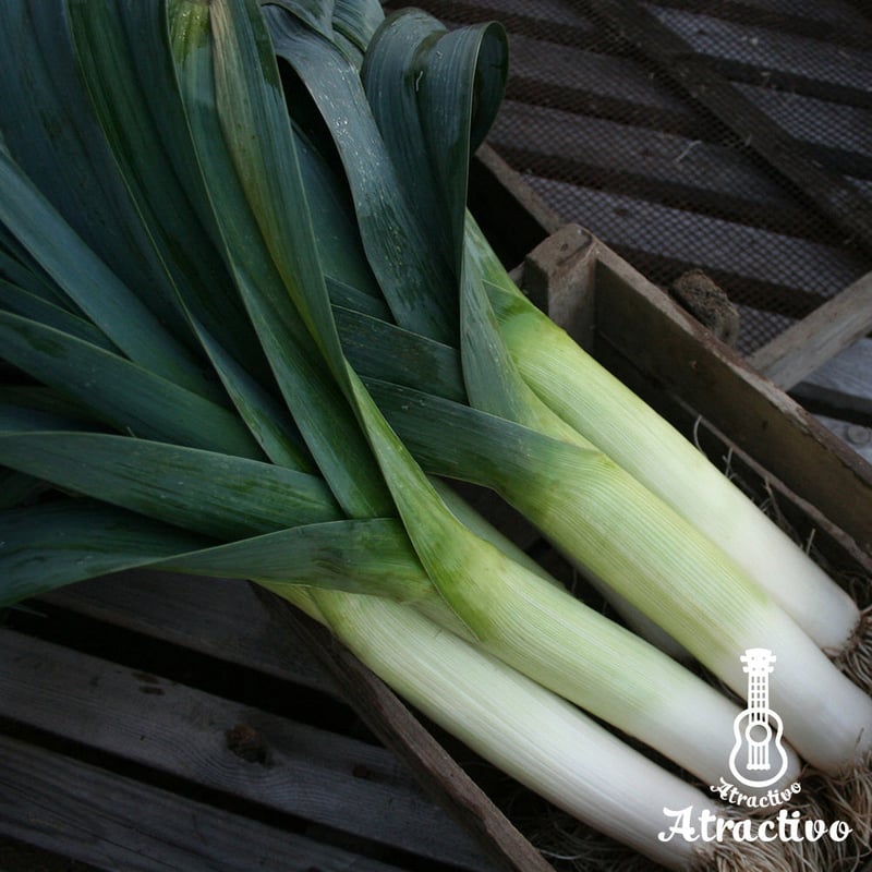 地中海沿岸原産の西洋ネギ・ポロネギ（リーキ）の種 | イタリア野菜