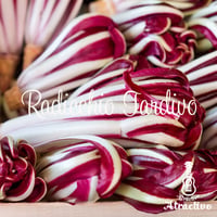 イタリアの冬野菜ラディッキオ・タルティーボの種