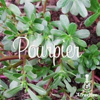 フランス料理で使われる草「プルピエ」の種