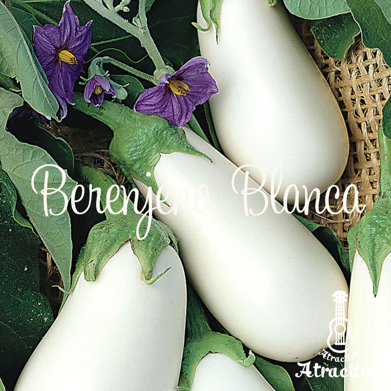 イタリア原産白ナス(ホワイトベル)の種 | イタリア野菜・西洋野菜と