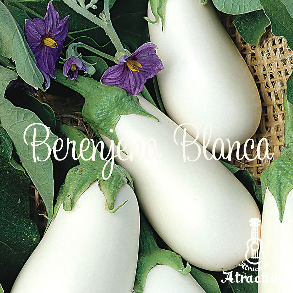 イタリア原産白ナス(ホワイトベル)の種 | イタリア野菜・西洋野菜と