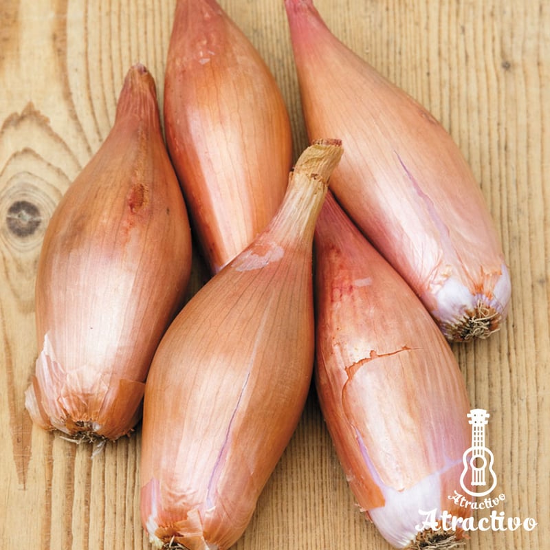 フランス料理に欠かせないタマネギ・ベルギー・エシャロット