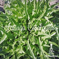 イタリア野菜のレタス ラトゥーガ・カタローニャの種