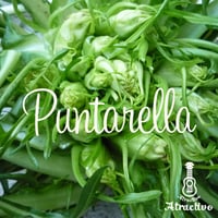 イタリア野菜プンタレッラの種