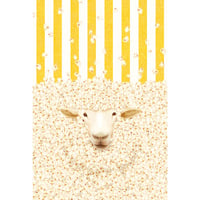 POSTCARD「popcorn」