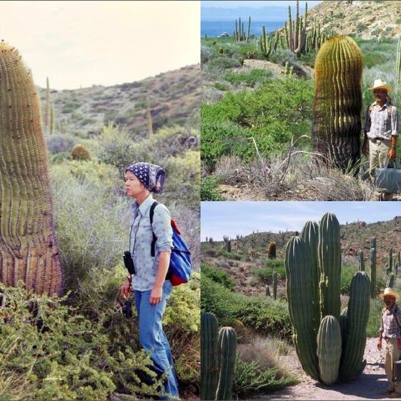 Xerophile / Cactus Store | STRAIGHT Xerophile / Cactus Store | STRAIGHT
