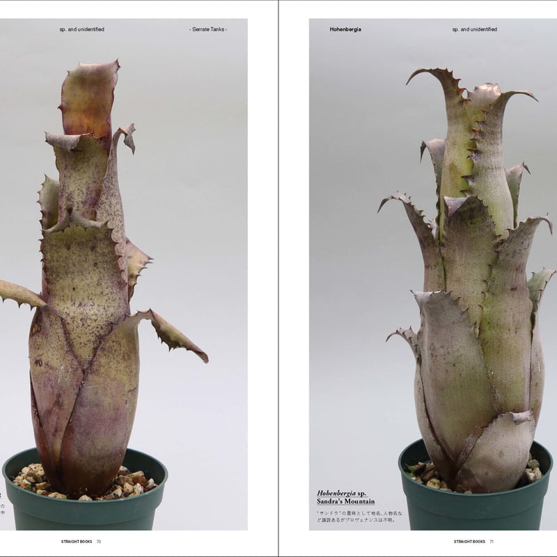 H. catingae var. eximbricata ホヘンベルギア 【公式通販】