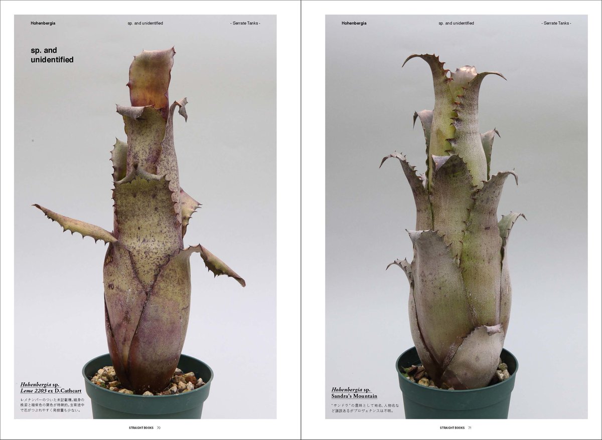 Hohenbergia EB #2023〔ホヘンベルギア〕現品発送H205 928a5b2f8877d3f51128d4ada8d7d7