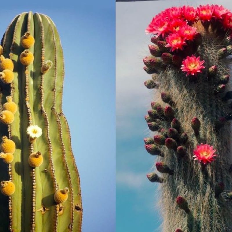 Xerophile / Cactus Store | STRAIGHT Xerophile / Cactus Store | STRAIGHT