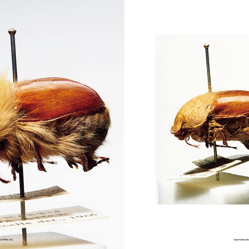 珍品！　冬虫夏草　セミ　昆虫標本　漢方　鉱物　隕石　呪物　根付　出土　人体標本 Amazon.co.jp: Lllunimon 琥珀セミ化石自然実昆虫標本ペンダント