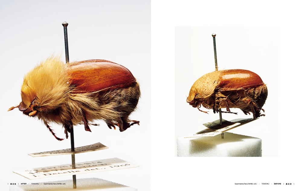 昆虫展足の世界 TENSOKU -Insect preparation- / KEIKI FU