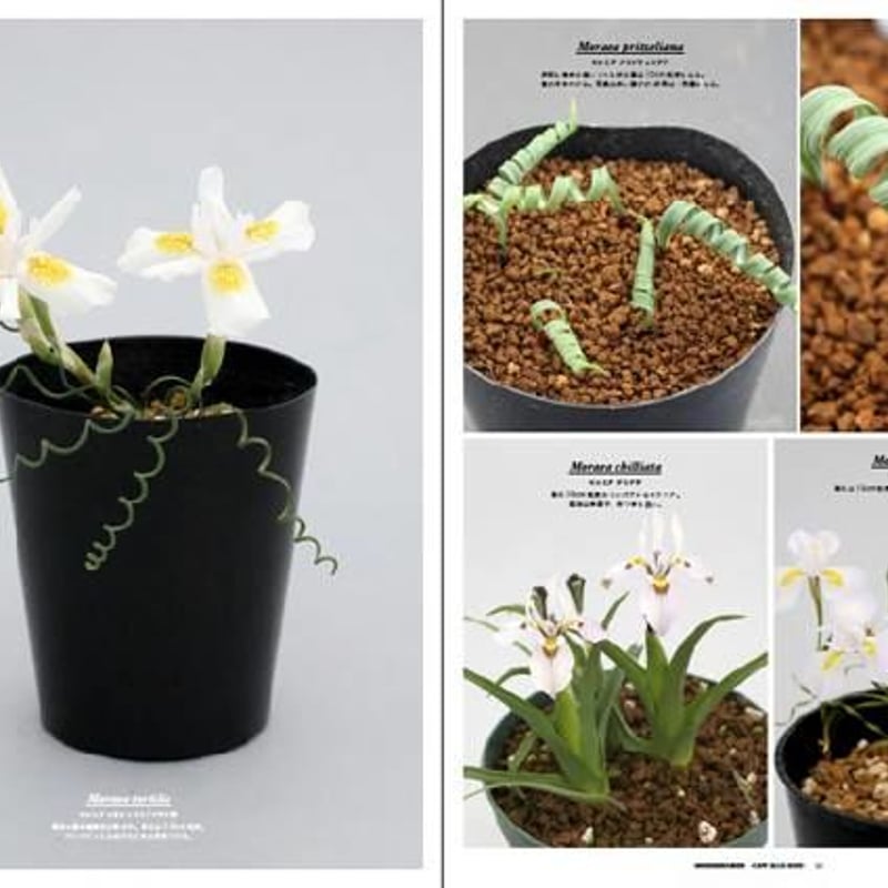 Color Encyclopedia of Cape Bulbs 球根 洋書 ケープバルブ図鑑 南アフリカ原産の球根植物 厳選230個体以上を