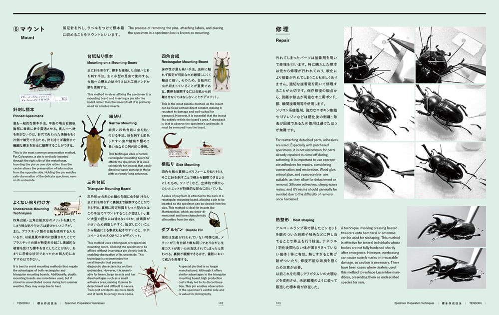 いしちゃん　オサムシ　学術標本 いしちゃん オサムシ 学術標本 Amazon | 大江理工社(Oherikosha