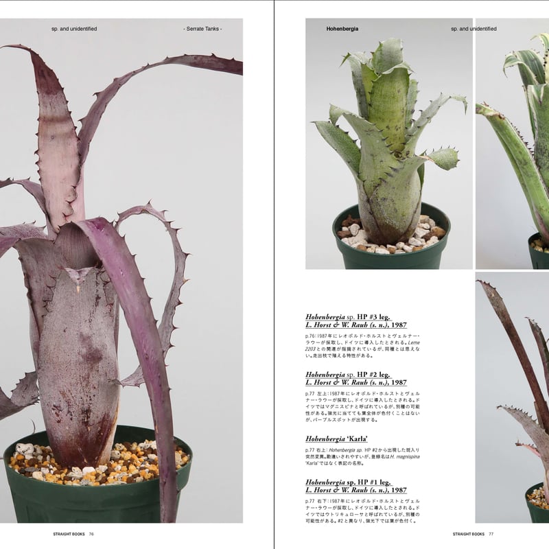 最強鋭鋸歯】 Hohenbergia Karla' ホヘンベルギア カーラ 最強鋭鋸歯