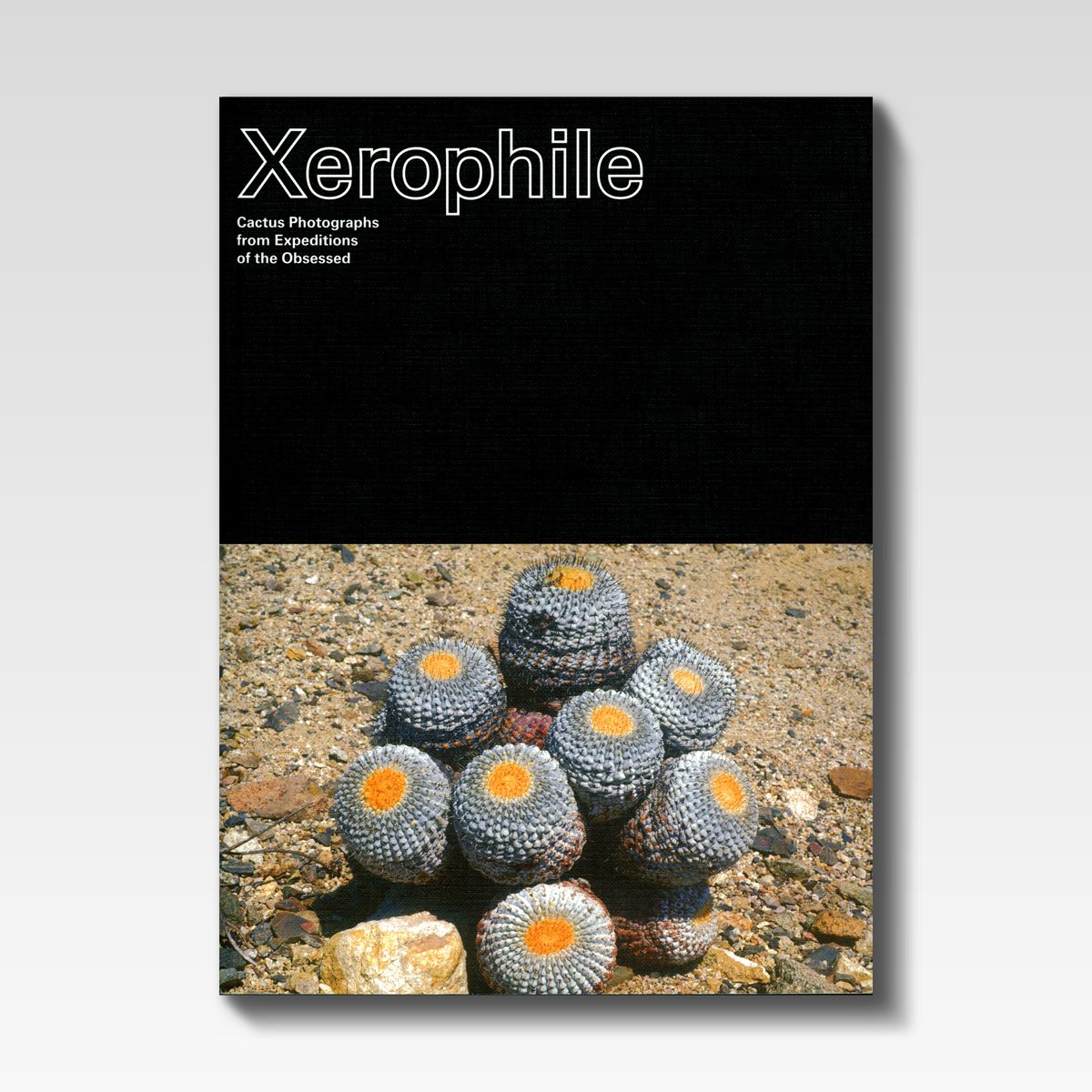 Cactusプロフィ必読 Xerophile / Cactus Store | STRAIGHT
