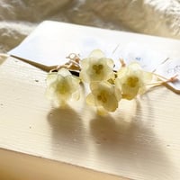サンカヨウのリング