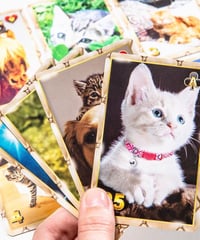 ナイン ライブ  ルノルマン  Nine Lives Lenormand