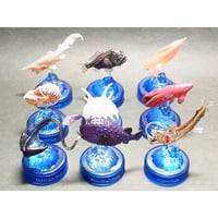 九州物産展 09.ムツゴロウ（佐賀県） | トイズ・スタイル