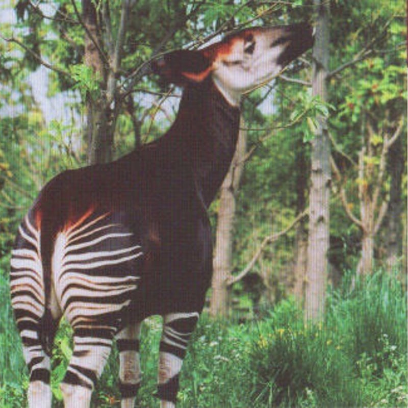 おかぴ オカピ|アフリカの熱帯雨林|動物紹介 よこはま動物園ズーラシア