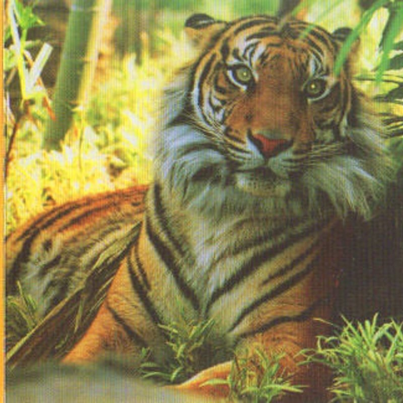 記念メダル　ズーラシア　スマトラトラ スマトラトラらしく|すまとらとら｜ブログ|よこはま動物園