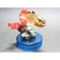 新江ノ島水族館への誘い２　03.クロホシイチモチ