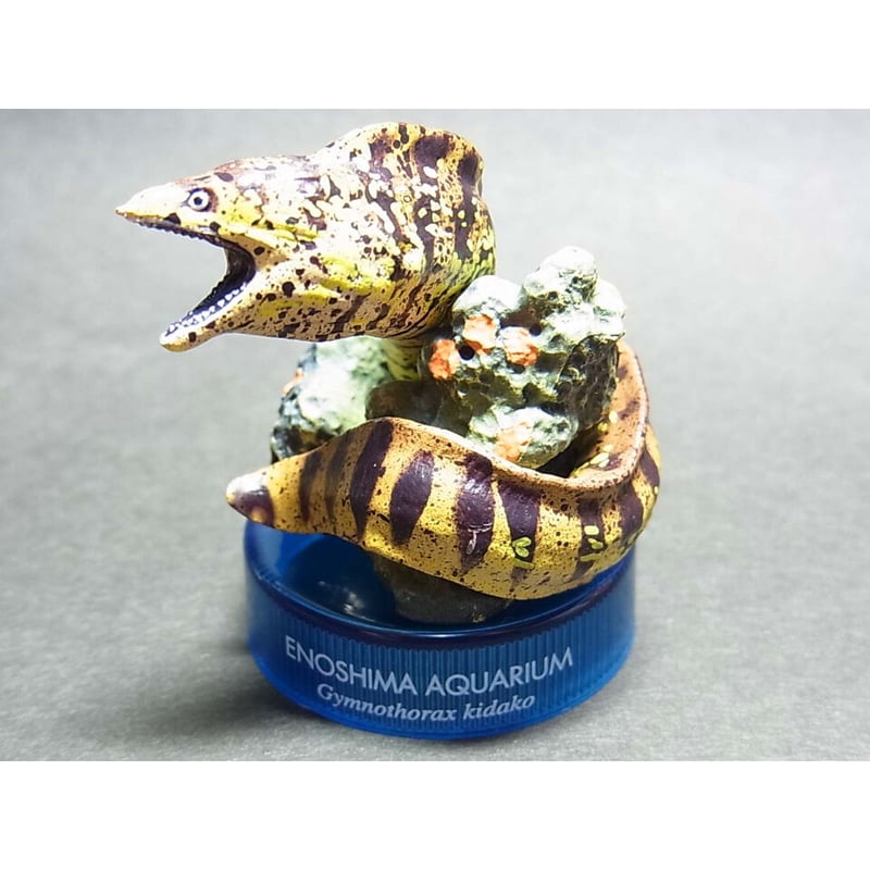 新江ノ島水族館への誘い2 05.ウツボ | トイズ・スタイル