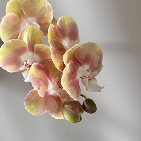 お花の定期便