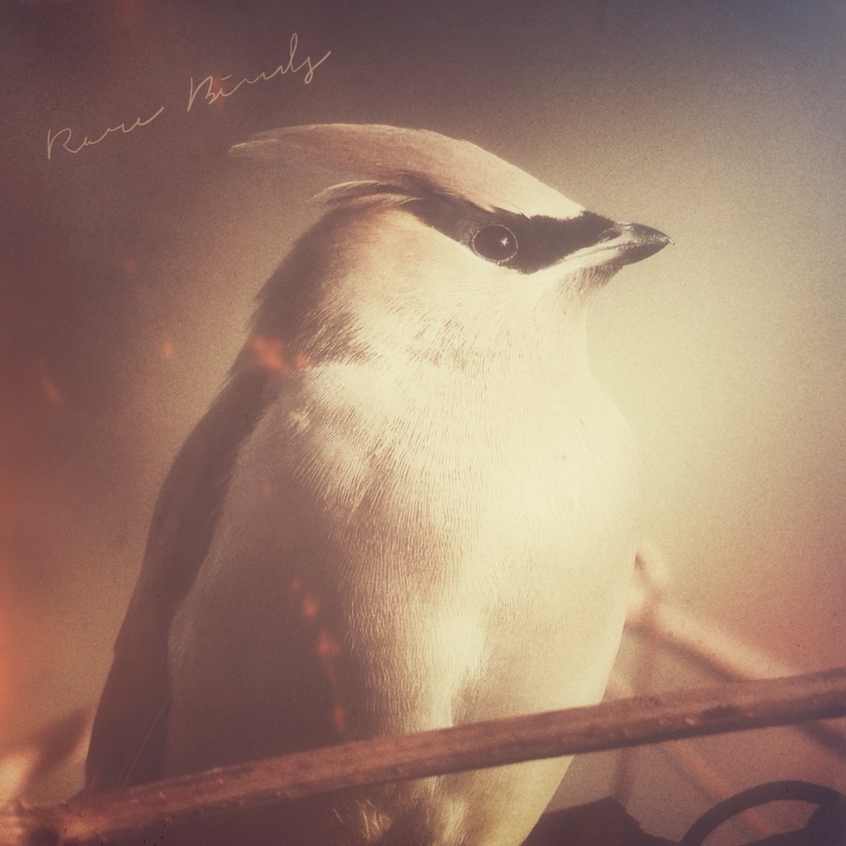 Ben Sadock & Uwanosora / Rare Birds (CD＋特典) | U