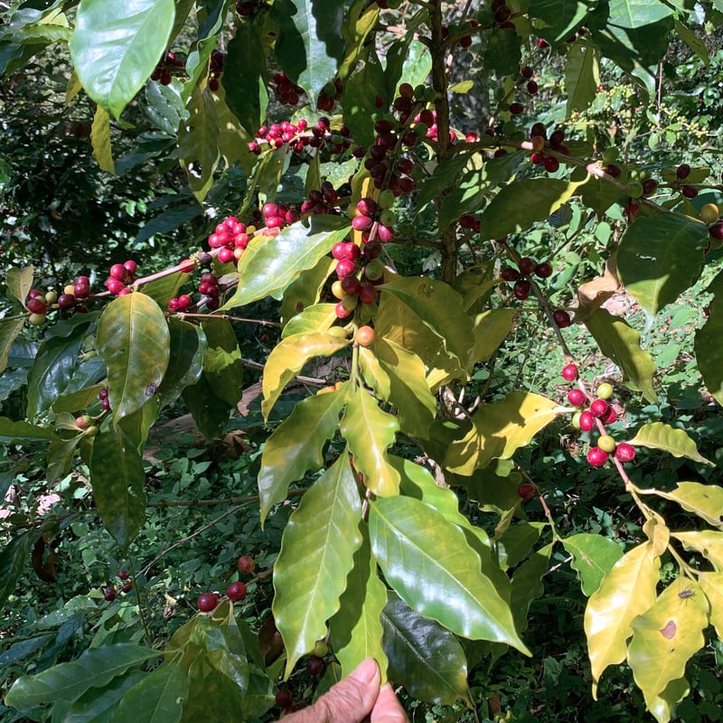 メキシコ 中深煎り 200g | TASTORY COFFEE AND ROASTER