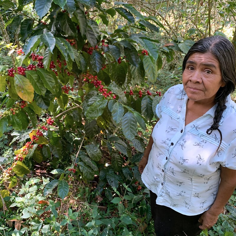 メキシコ 中深煎り 200g | TASTORY COFFEE AND ROASTER