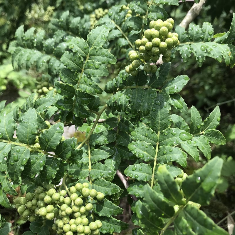 天然山椒の実 3.5キロ 採りたて 青森産 天然山椒の実 3.5