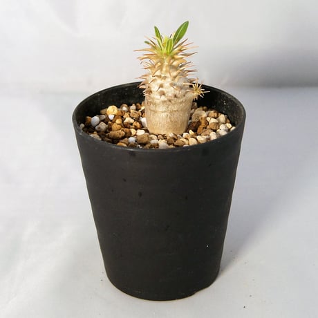塊根植物　パキポディウム・マカイエンセ（Pachypodium makayense）  和名：魔界玉