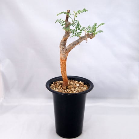 塊根植物　ボスウェリア・ネグレクタ（Boswellia neglecta）【送料無料】  乳香の木