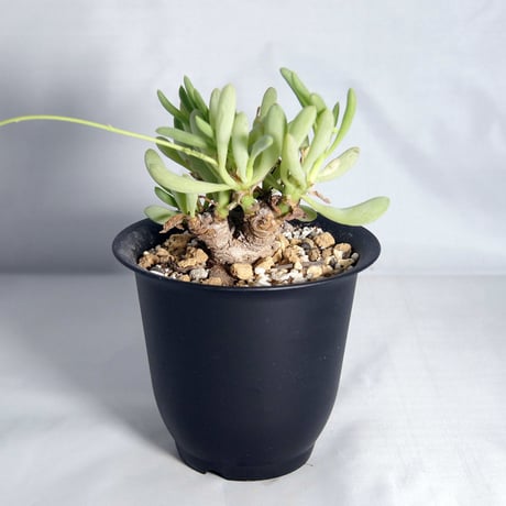 塊根植物　オトンナ・クラビフォリア（Othonna clavifolia）【送料無料】