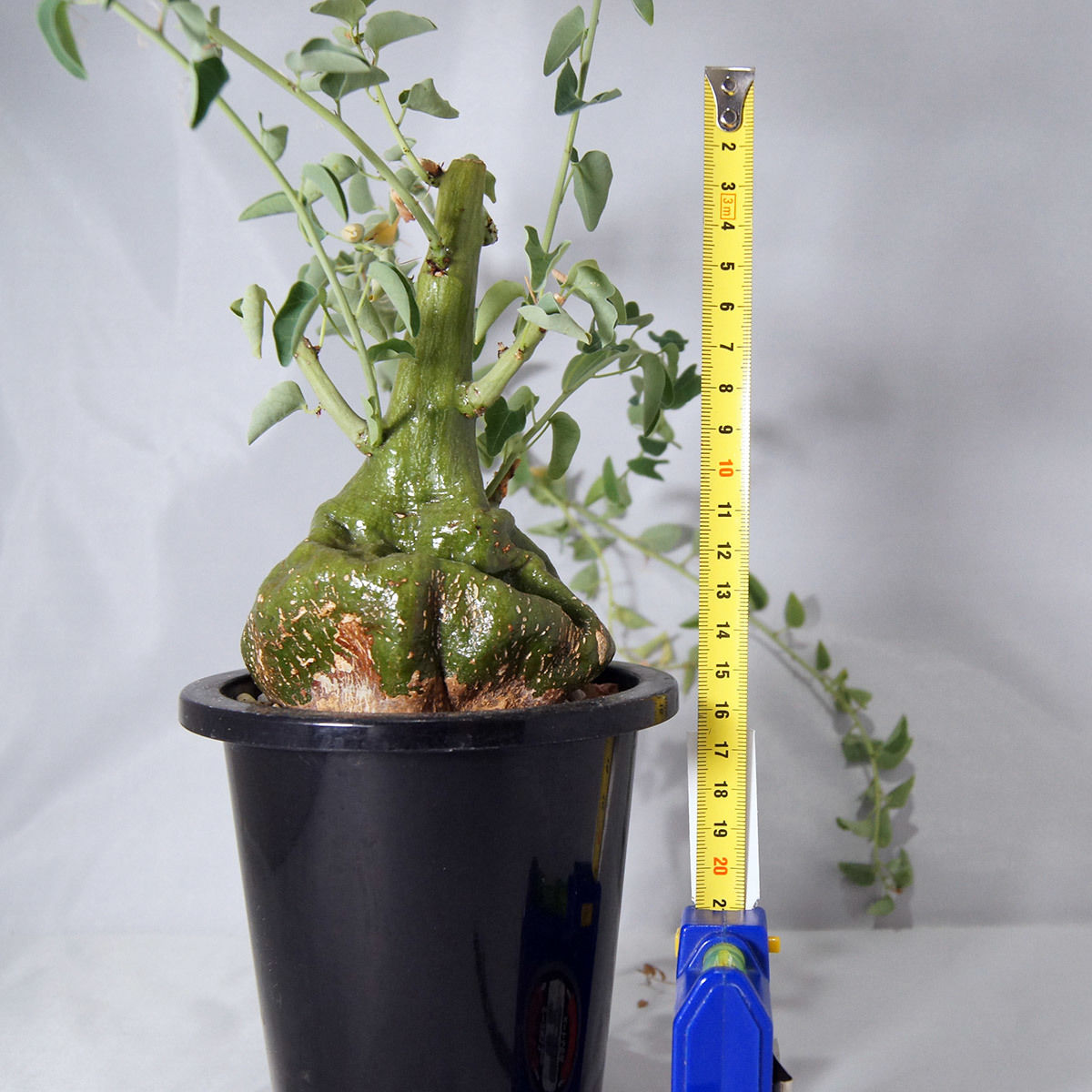 塊根植物 アデニア スピノーサ（Adenia spinosa）【送料無料】 | POT&VASE
