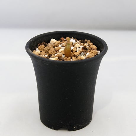 塊根植物　パキポディウム　ウィンゾリー（Pachypodium baronii var. windsorii）小