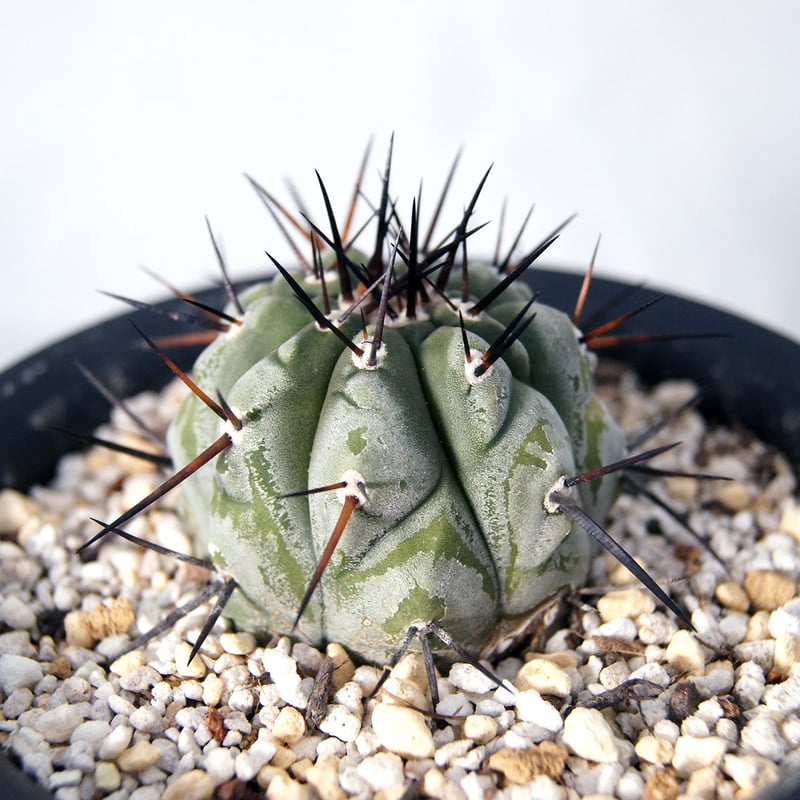 サボテン コピアポア 黒王丸（Copiapoa cinerea）実生【送料無料】 | POT&...