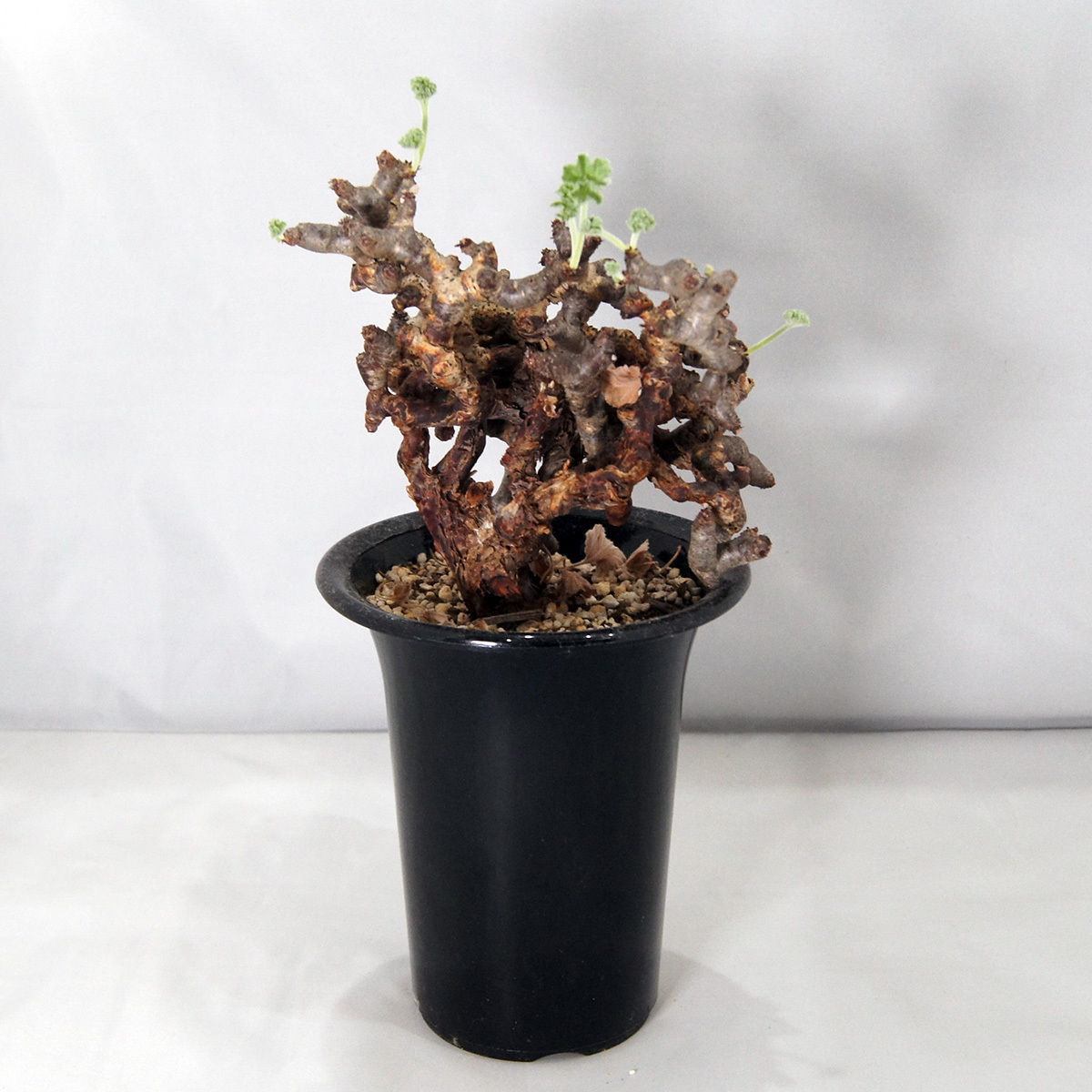 塊根植物 ペラルゴニウム・ミラビレ（Pelargonium mirabile）【送料 