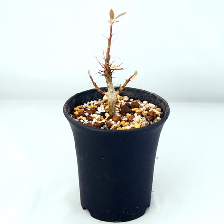 塊根植物　フォークイエリア・ファシクラータ（Fouquieria fasciculata）【送料無料】