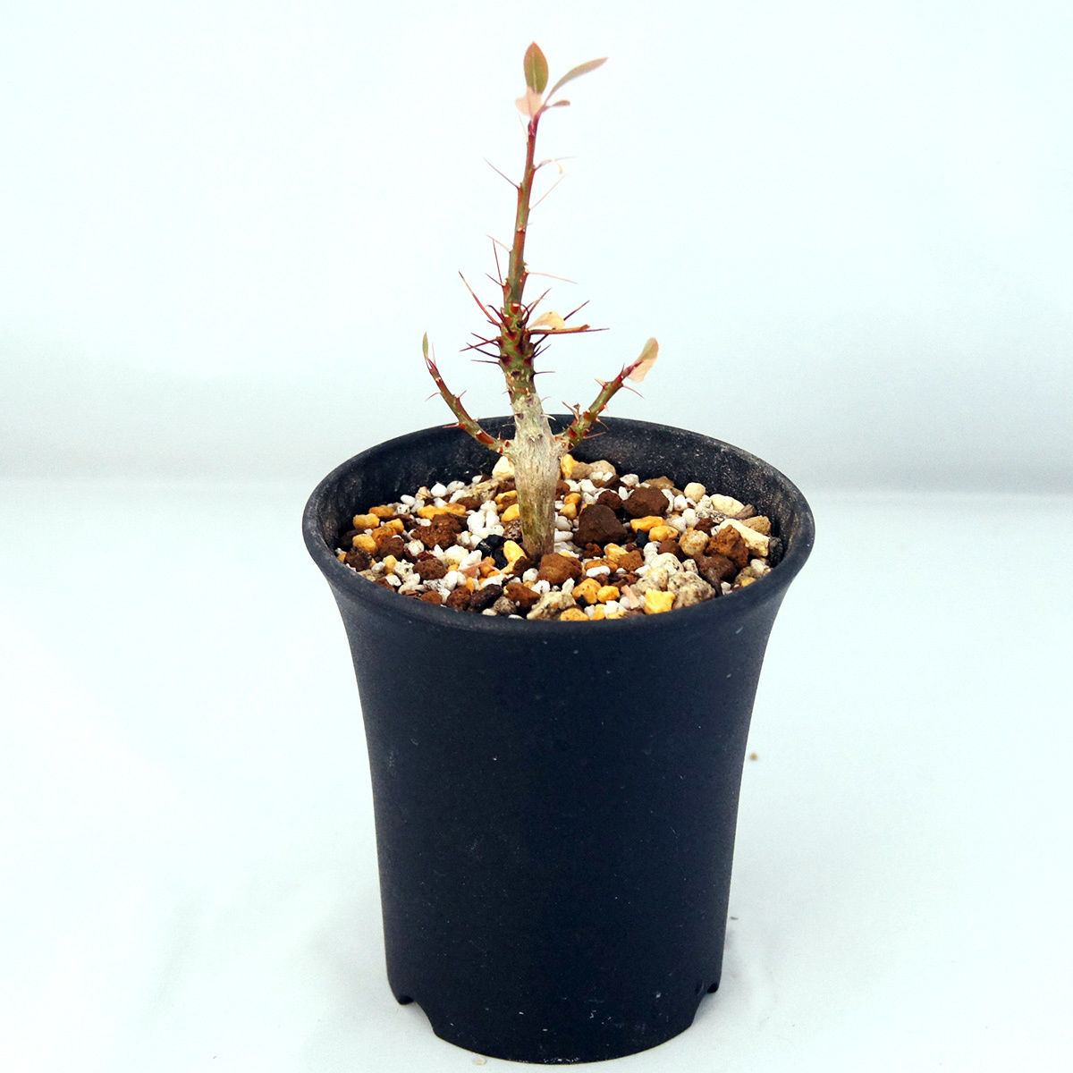 塊根植物 フォークイエリア・ファシクラータ(Fouquieria fasciculata)【送料無料】